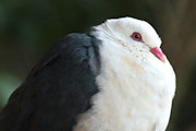 White-headed Pigeon (Columba leucomela)